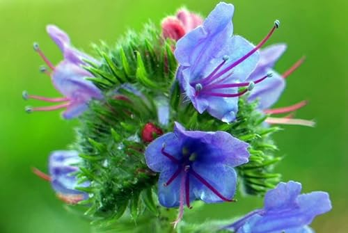 200 Natternkopf Samen Echium vulgare Winterhart Wildblumen Bienenweide