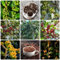 80 Pcs Kaffee Samen, Kaffeebohnen Samen, Kaffeesamen - Bonsai Baum, Nachhaltige Geschenke Kaufen Kaffe Bohnen Kaffeebaum Samen, Balkonpflanzen, Bonsai Tree Exotische Pflanzen Winterhart