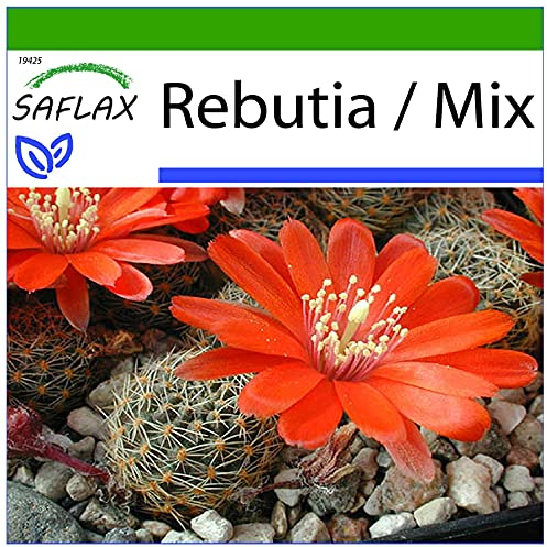 SAFLAX - Cactus nain argentin - 40 graines - Avec substrat - Rebutia/Mix
