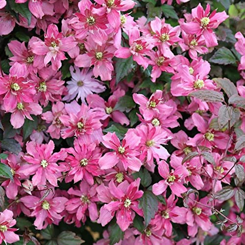 Plant Theory 60cm Cane Clematis Broughton Star Pink Flowering Vine Climbing Plant 3L Pot
