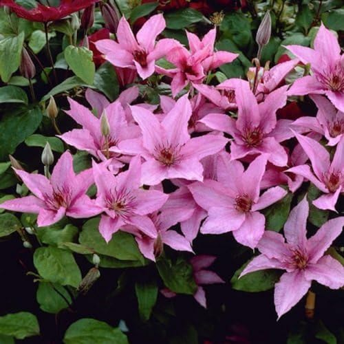 Clematis zwiebeln,Winterhart Mehrjährig,farbenfroh,hat eine lange Blütezeit und ist pflegeleicht,ideale Gartenpflanzen,Balkonpflanzen und Topfpflanzen,clematis große blüten.-10zwiebeln