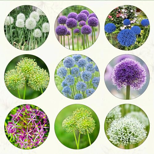 20 pcs allium zwiebeln winterhart - geschenke für den garten blumendeko balkonblumen zierlauch - riesenlauch - Hydrokultur extrem winterharte kübelpflanzen winterfeste pflanzen für