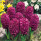 Bulbos De Jacinto, Flores Fragantes, Jacinto, Planta Bulbosa, Perenne Resistente, Fragante, JardíN, DecoracióN De Habitaciones-4bulbos-A