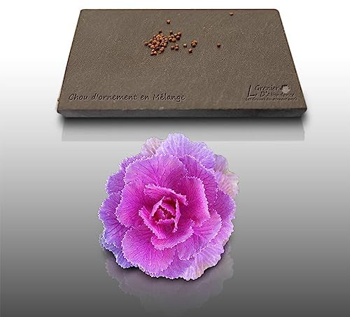 30 graines Fleurs à semer - Le Grenier d'Abondance - CHOU D'ORNEMENT - Brassica oleracea var acephala