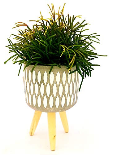 POWERS TO FLOWERS - RHIPSALIS IN VASO CERAMICA SOSPESO, pianta vera