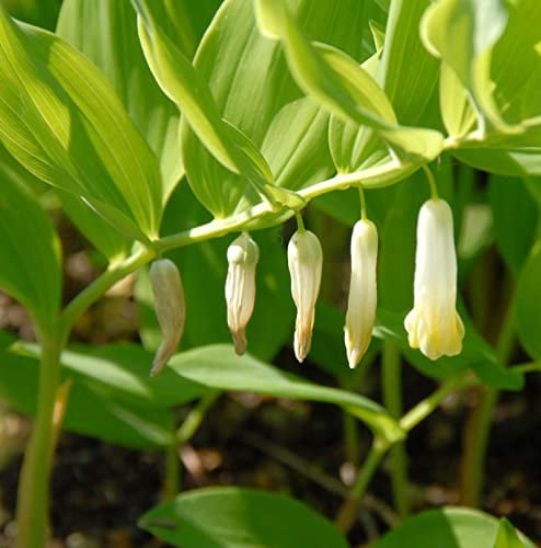 Vielblütige Weißwurz Giganteum - Polygonatum multtiflorum - natürliche Pflanze