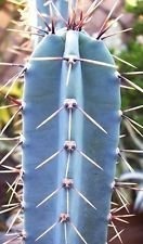 Cereus Hankeanus Das Innere des innestierten Kaktus. Eine halbe Blüte des Kaktus, 100 Stück