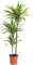 Dehner Drachenbaum Lemon Lime, dreitriebig, 120-140 cm, Ø Topf 24 cm, Zimmerpflanze