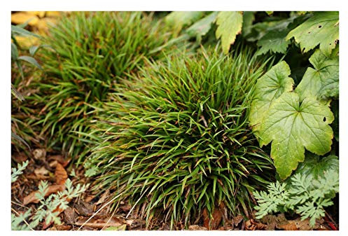 5 x Luzula pilosa 'Igel' im 1 Liter Topf (Ziergras/Gräser/Winterhart/Mehrjährig/Stauden/Immergrün/Bodendecker) Behaarte Hainsimse - Kuscheliger Charme für schattige Ecken - von Stauden Gänge