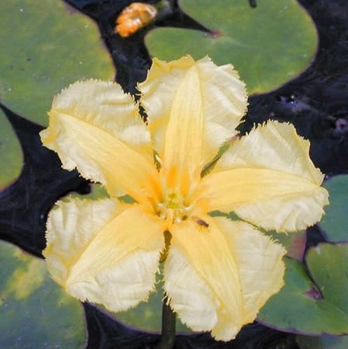 Europäische Seekanne - Nymphoides peltata - Gartenpflanze