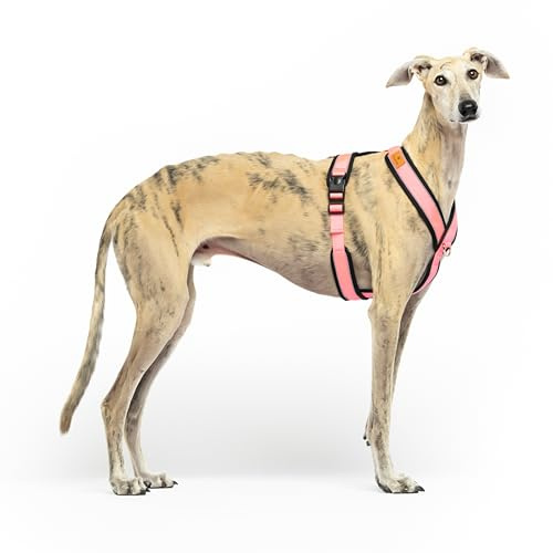 Reflektierendes Hundegeschirr in Y-Form, ideal für Lebreles: Italienischer Windhund, Whippet, Windhund, Podenco - sicher, atmungsaktiv und langlebig, perfekt zum Training und Laufen, Rosa, XXL