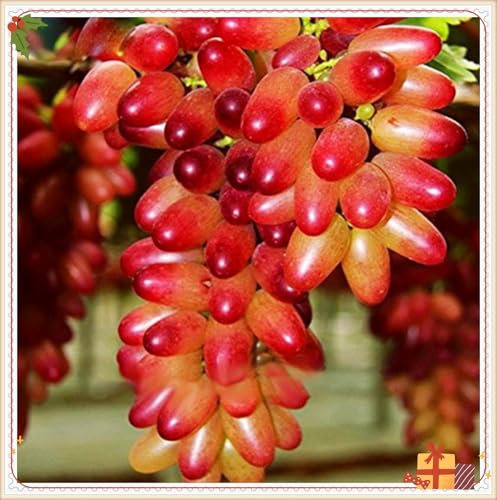 Raíces de uva, especialistas en plantación, vid de uva de dedo rara, ideal para plantar en otoño, requiere un mantenimiento mínimo, 3 bombillas-A