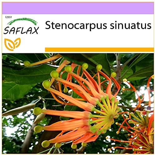 SAFLAX - Albero Ruota di fuoco - 20 semi - Stenocarpus sinuatis