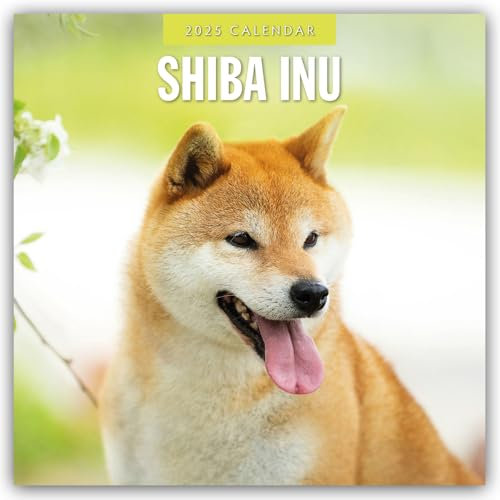 Shiba Inu 2025 – 16-Monatskalender: Original Red Robin Publishing Ltd-Kalender [Mehrsprachig] [Kalender] (Wall-Kalender)
