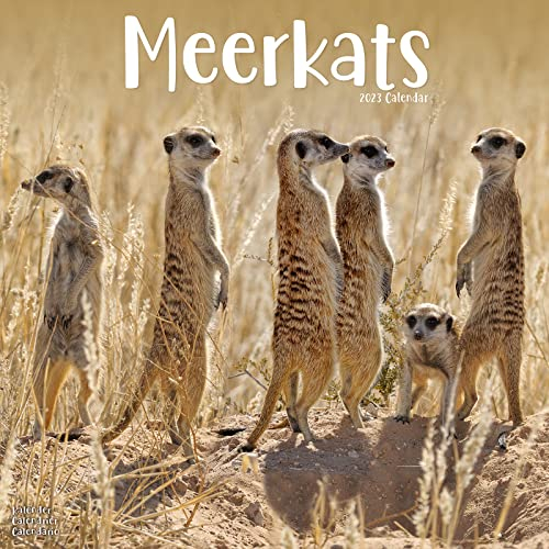 Meerkats - Erdmännchen 2023 - 16-Monatskalender: Original Avonside-Kalender [Mehrsprachig] [Kalender] (Wall-Kalender)