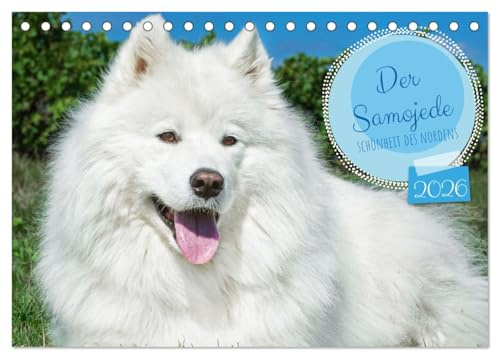 Der Samojede - Schönheit des Nordens (Tischkalender 2026 DIN A5 quer), CALVENDO Monatskalender: Auf 13 wunderschönen Fotos zeigt die Tierfotografin ... traumhaft schöne Hunderasse (CALVENDO Tiere)