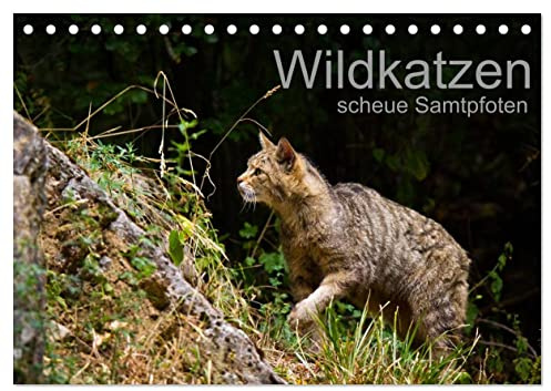 Wildkatzen - scheue Samtpfoten (Tischkalender 2026 DIN A5 quer), CALVENDO Monatskalender: Beeindruckende Fotografien der europäischen Wildkatze (CALVENDO Tiere)