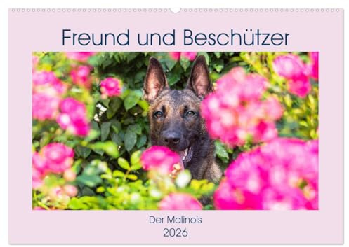 Freund und Beschützer - Der Malinois (Wandkalender 2026 DIN A2 quer), CALVENDO Monatskalender: Der Malinois, ein Allrounder, als Dienst- und Sporthund ... Fotos vorgestellt (CALVENDO Tiere)