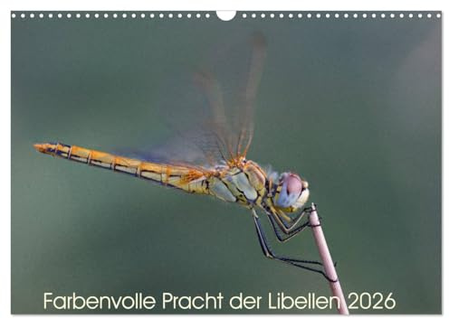Farbenvolle Pracht der Libellen (Wandkalender 2026 DIN A3 quer), CALVENDO Monatskalender: Die wunderschöne Welt der Libellen. (CALVENDO Tiere)