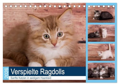 Verspielte Ragdolls - Sanfte Katzen in seidigem Haarkleid (Tischkalender 2026 DIN A5 quer), CALVENDO Monatskalender: Gesellige, neugierige kleine Rassekatzen (CALVENDO Tiere)