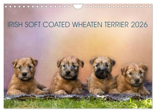 IRISH SOFT COATED WHEATEN TERRIER 2026 (Wandkalender 2026 DIN A4 quer), CALVENDO Monatskalender: Mit den blonden Iren durch's Jahr... (CALVENDO Tiere)