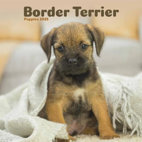 Border Terrier Puppies Mini Wandkalender 2025 (PFP)