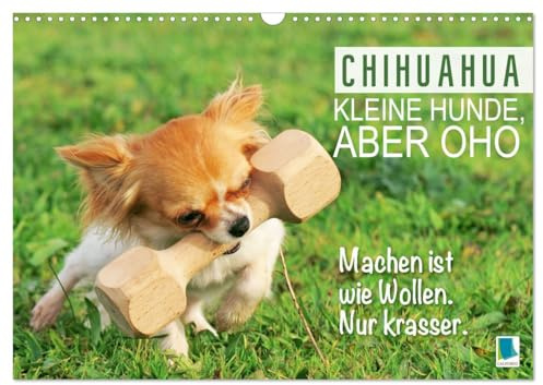 Chihuahua: Kleine Hunde, aber oho (Wandkalender 2026 DIN A3 quer), CALVENDO Monatskalender: Chihuahua: Neugierig, flink und immer bereit für ein Abenteuer (CALVENDO Tiere)