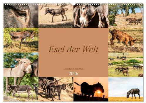 Esel der Welt - Lieblings Langohren (Wandkalender 2026 DIN A2 quer), CALVENDO Monatskalender: Seltene Eselrassen der Kulturen (CALVENDO Tiere)