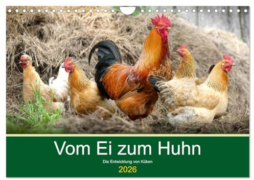Vom Ei zum Huhn. Die Entwicklung von Küken (Wandkalender 2026 DIN A4 quer), CALVENDO Monatskalender: Die erstaunliche Geburt von niedlichen Küken (CALVENDO Tiere)