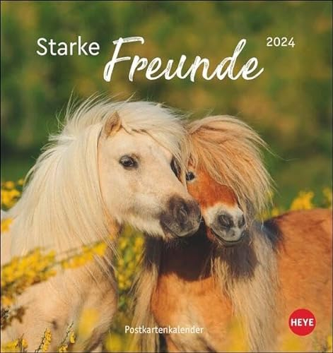 Pferde - Starke Freunde Postkartenkalender 2024. Pferdefotografin Sabine Stuewer setzt die edlen Tiere in einem kleinen Kalender perfekt in Szene. Hochwertiger Postkarten-Fotokalender.: Starke Freunde
