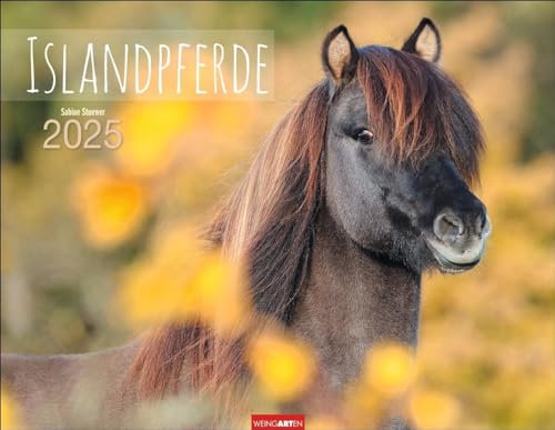 Islandpferde Kalender 2025: Fotokalender mit Porträts der charaktervollen Pferderasse. Großer Wandkalender von Sabine Stuewer. 44 x 34 cm Querformat (Tierkalender Weingarten)