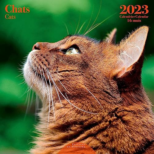 Wandkalender Katze 2023 – 30 x 30 cm