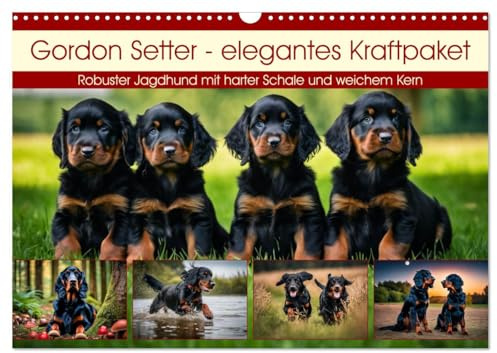 Gordon Setter - elegantes Kraftpaket (Wandkalender 2026 DIN A3 quer), CALVENDO Monatskalender: Robuster Jagdhund mit harter Schale und weichem Kern (CALVENDO Tiere)