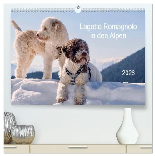Lagotto Romagnolo in den Alpen 2026 (hochwertiger Premium Wandkalender 2026 DIN A2 quer), Kunstdruck in Hochglanz: Italienische Trüffel- und Wasserhunde in der Natur (CALVENDO Tiere)