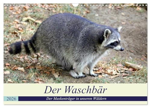 Der Waschbär - Der Maskenträger in unseren Wäldern (Wandkalender 2026 DIN A3 quer), CALVENDO Monatskalender: Der nachtaktive Kobold ist auch in unseren Wäldern weit verbreitet. (CALVENDO Tiere)