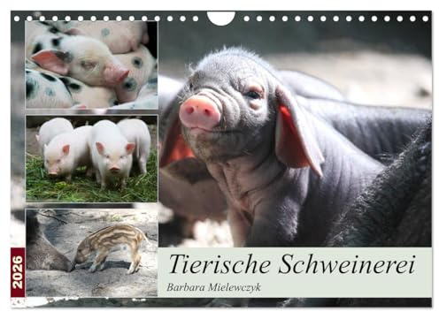 Tierische Schweinerei (Wandkalender 2026 DIN A4 quer), CALVENDO Monatskalender: Schweine findet man als Haustiere - aber auch als Wildtiere. (CALVENDO Tiere)