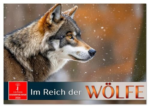 Im Reich der Wölfe (Tischkalender 2026 DIN A5 quer), CALVENDO Monatskalender: Majestätische Jäger - hautnah erleben. (CALVENDO Tiere)