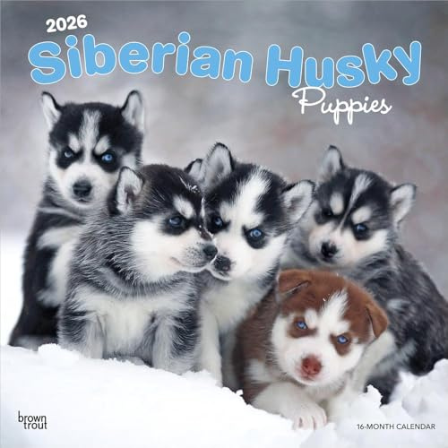 Siberian Husky Puppies | 2026 12 x 24 Inch (Hanging) Monthly Square Wall Calendar | Plastic-Free | BrownTrout | Animal Dog Breeds