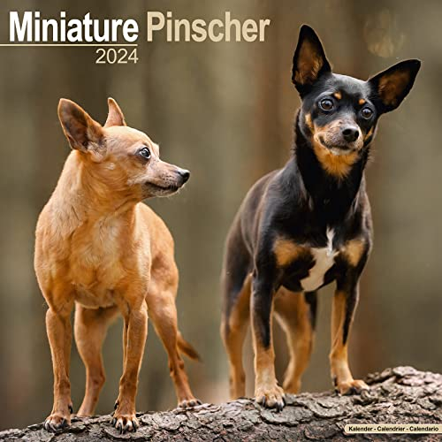Miniature Pinscher - Zwergpinscher 2024 - 16-Monatskalender: Original Avonside-Kalender [Mehrsprachig] [Kalender] (Wall-Kalender)