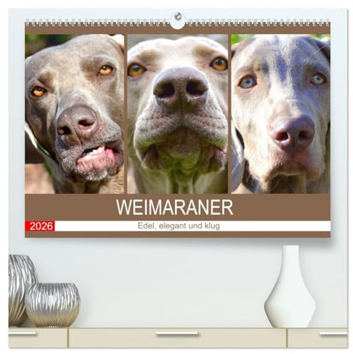 Weimaraner. Edel, elegant und klug (hochwertiger Premium Wandkalender 2026 DIN A2 quer), Kunstdruck in Hochglanz: Der Weimaraner ist ein wahrlich vornehmer und athletischer Jagdhund (CALVENDO Tiere)