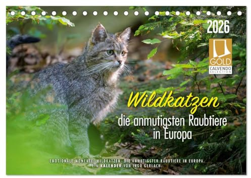 Wildkatzen - die anmutigsten Raubiere in Europa. (Tischkalender 2026 DIN A5 quer), CALVENDO Monatskalender: Wunderschöne Fotos aus dem Leben unserer ... Mehr unter ingogerlach.com. (CALVENDO Tiere)