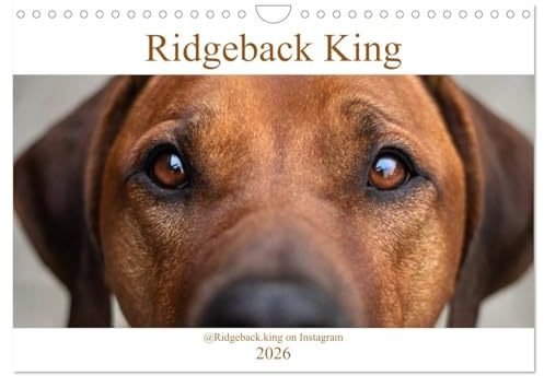 Ridgeback King (Wandkalender 2026 DIN A4 quer), CALVENDO Monatskalender: Rhodesian Ridgeback King Arthur (CALVENDO Tiere)
