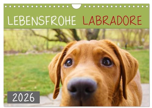 Lebensfrohe Labradore (Wandkalender 2026 DIN A4 quer), CALVENDO Monatskalender: Ein ganzes Jahr mit Labrador (CALVENDO Tiere)