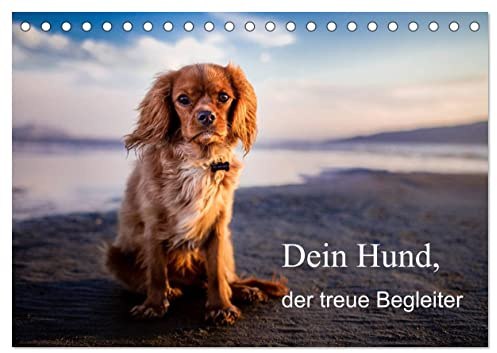 Dein Hund der treue Begleiter (Tischkalender 2026 DIN A5 quer), CALVENDO Monatskalender: Dieser Kalender zeigt den treuen Freund der Menschen! (CALVENDO Tiere)
