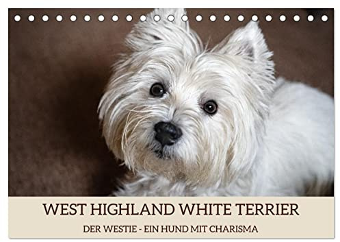 WEST HIGHLAND WHITE TERRIER - DER WESTIE - EIN HUND MIT CHARISMA (Tischkalender 2026 DIN A5 quer), CALVENDO Monatskalender: Bezaubernde Fotos des ... liebevoll Westie genannt. (CALVENDO Tiere)