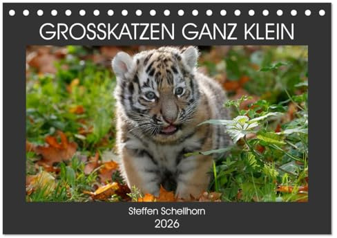 GROSSKATZEN GANZ KLEIN (Tischkalender 2026 DIN A5 quer), CALVENDO Monatskalender: süsse Raubkatzenbabies im Porträt (CALVENDO Tiere)