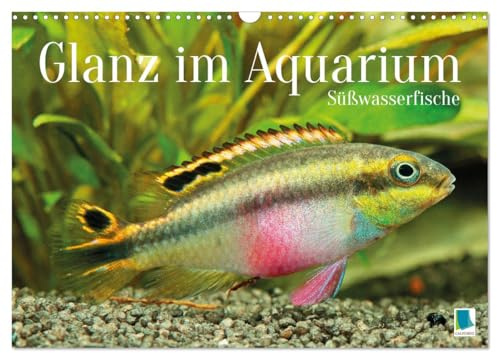 Glanz im Aquarium: Süßwasserfische (Wandkalender 2026 DIN A3 quer), CALVENDO Monatskalender: Schönheiten im Aquarium - Süßwasserfische: Königscichlide, Diskusfisch und Zebrabärbling (CALVENDO Tiere)