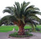10 Samen Phoenix canariensis kanarische Dattelpalme