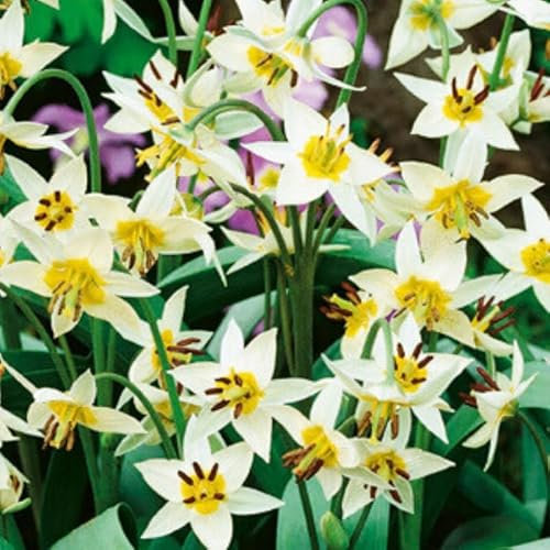 Jub - 10 bulbes Tulipes Turkestanica