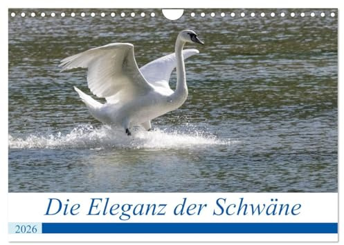 Die Eleganz der Schwäne (Wandkalender 2026 DIN A4 quer), CALVENDO Monatskalender: Schwäne, elegante und beeindruckende Entenvögel. (CALVENDO Tiere)